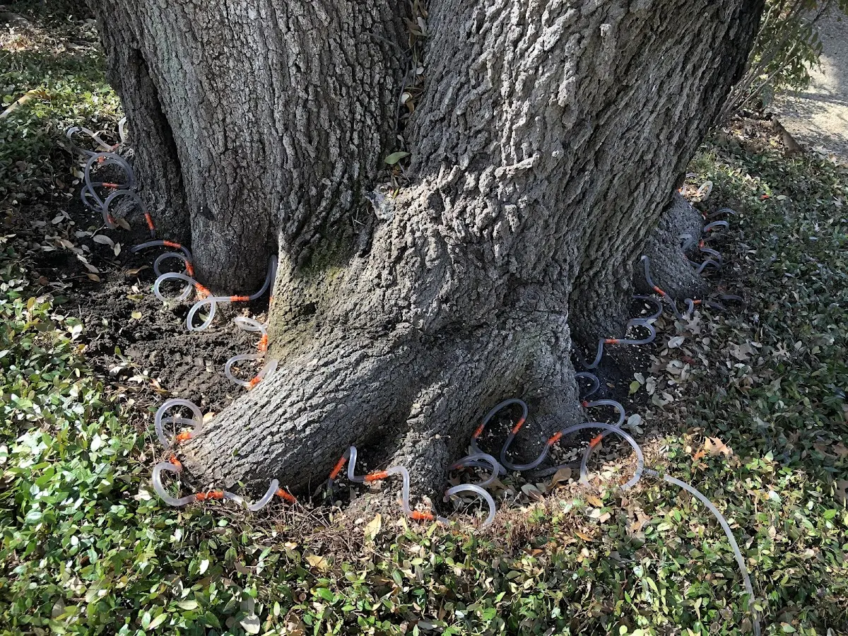 Detailed Tree Cabling and Bracing job site in Java Center