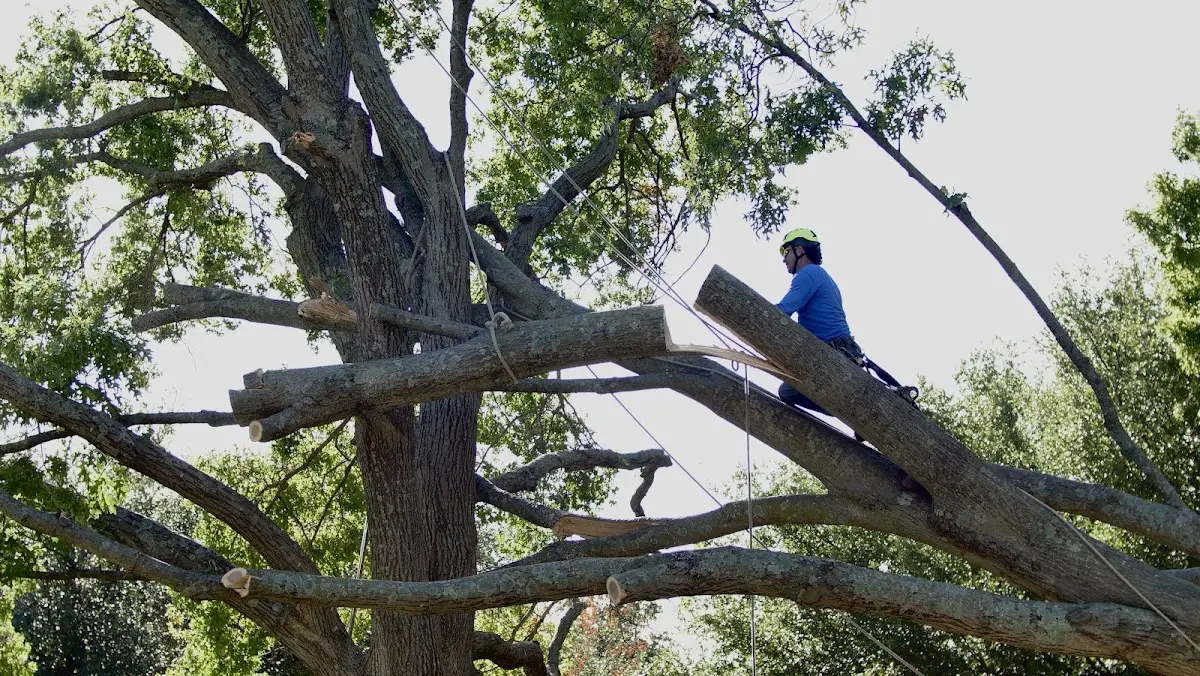 Professional Hazardous Tree Removal performed by certified arborists in Java Center
