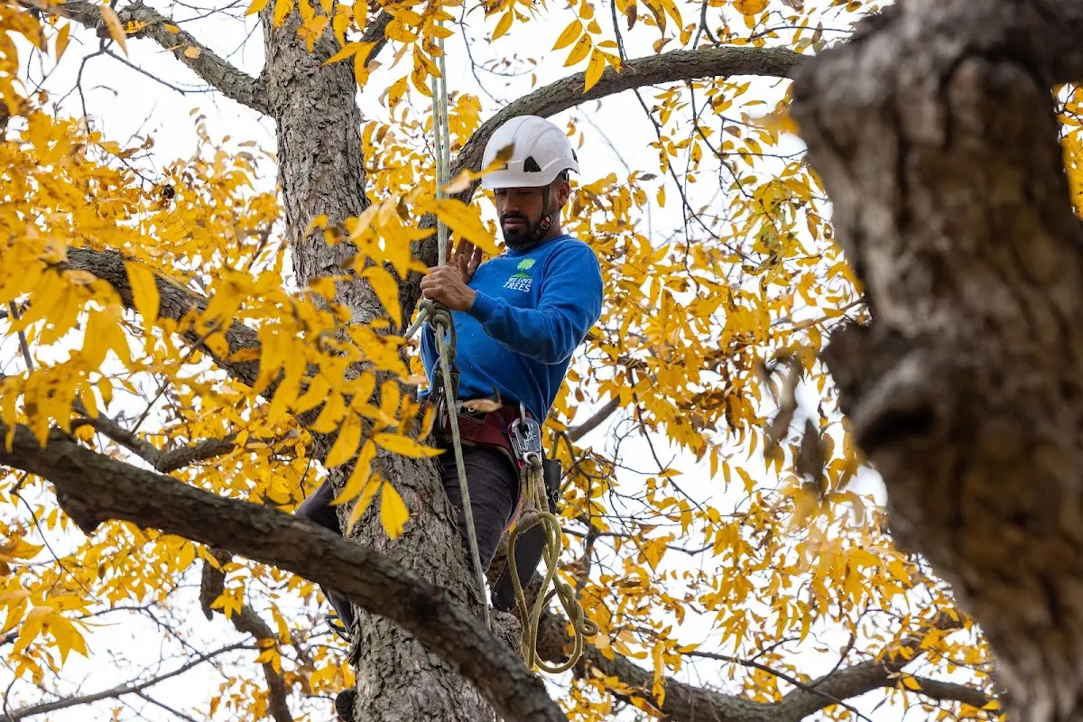 Skilled Tree Transplanting crew working in Java Center